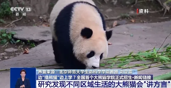 边“撸熊猫”边上学？全国首个大熊猫学院招生啦！