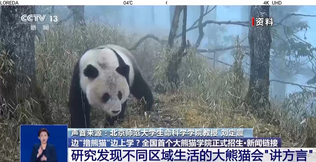 边“撸熊猫”边上学？全国首个大熊猫学院招生啦！