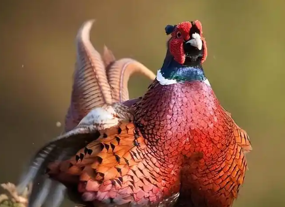 如何鉴别野鸡大学