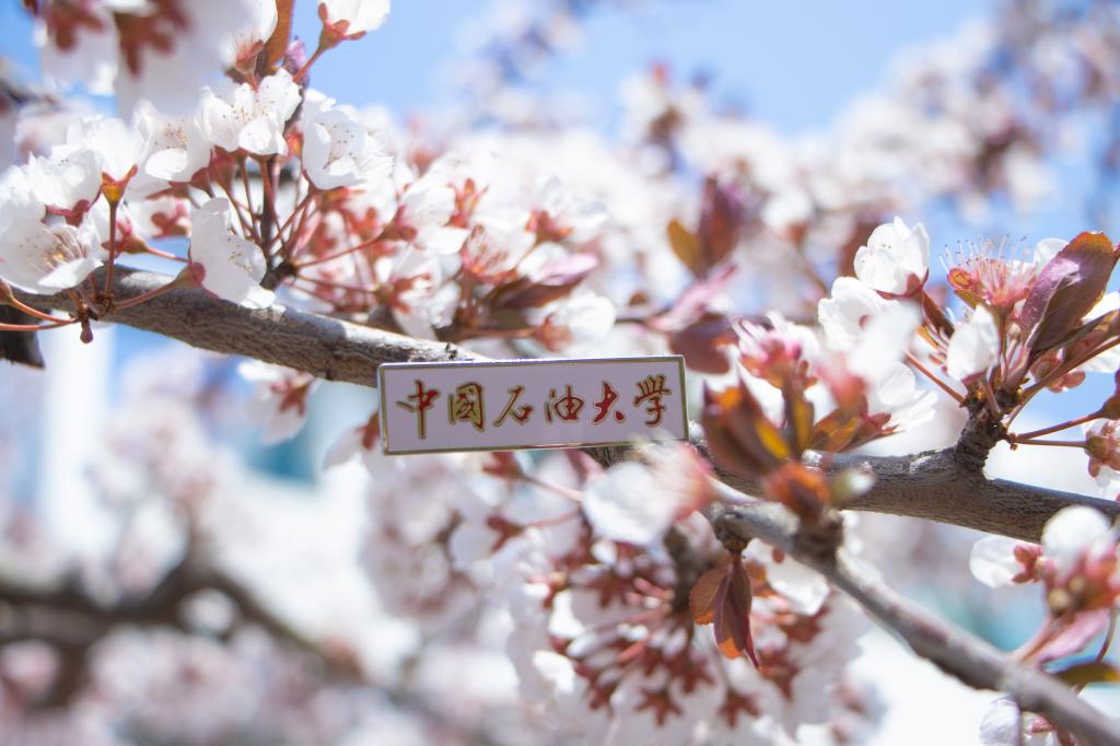 中国石油大学（华东）：推出“1调2选3型4支持”招生政策