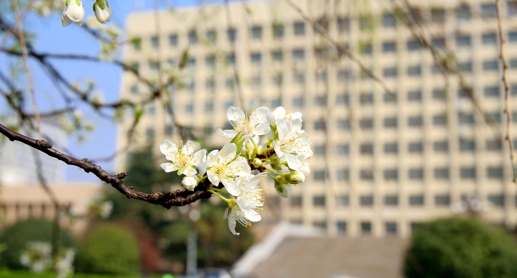 中国矿业大学徐海学院:面向18省份计划招生3120人,普通本科批次4个专业组,艺术普通批次2个专业组。