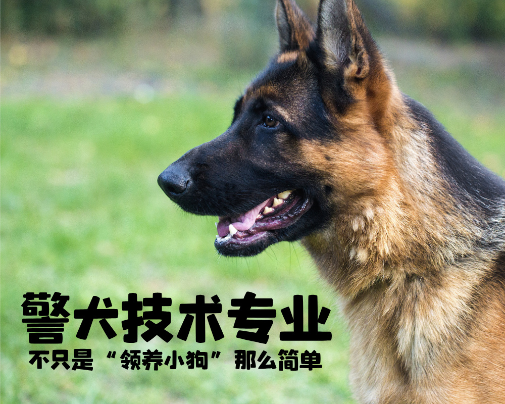 警犬技术专业：不只是“领养小狗”那么简单