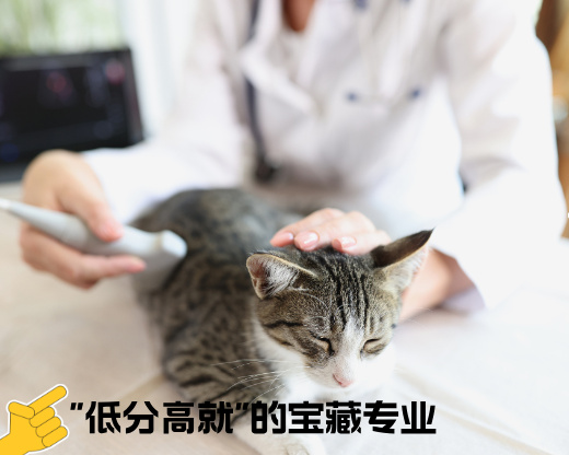 冷门专业逆袭记：高考志愿规划师揭秘4个“低分高就”的宝藏专业