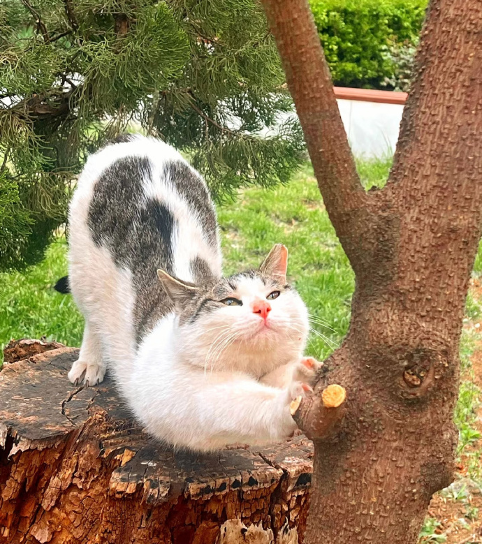 “人咪大学”火了？一场意外背后的别样故事🐱